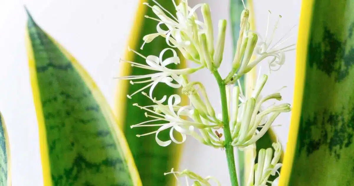 L’astuce pour faire fleurir la sansevieria : elle parfumera ainsi toute la maison