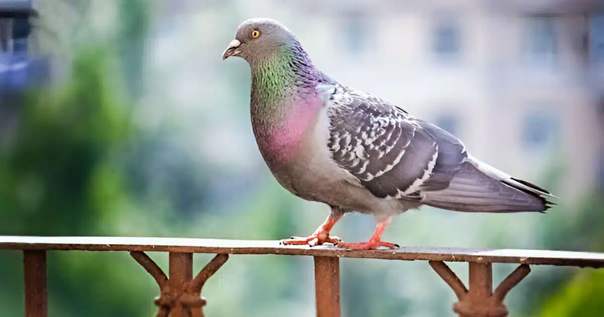 Comment éloigner les pigeons du balcon avec des méthodes naturelles ?