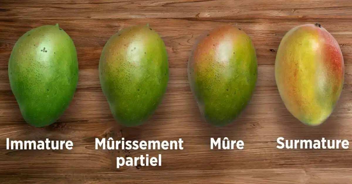 Comment savoir si une mangue est mûre ? Astuces et conseils