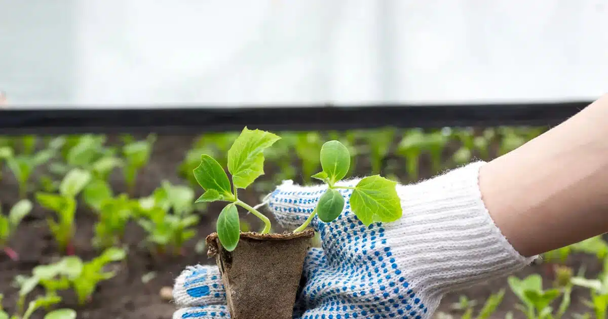 Février est le mois idéal pour semer ces plantes, pousses et légumes