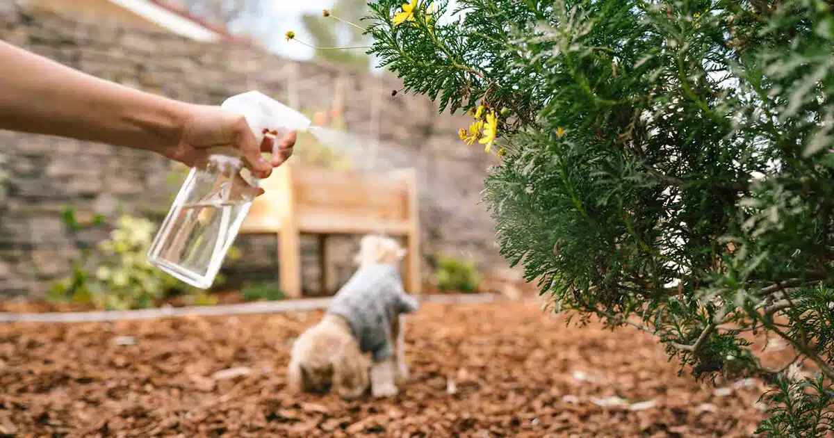 L’astuce pour empêcher les chiens de faire leurs besoins devant chez vous