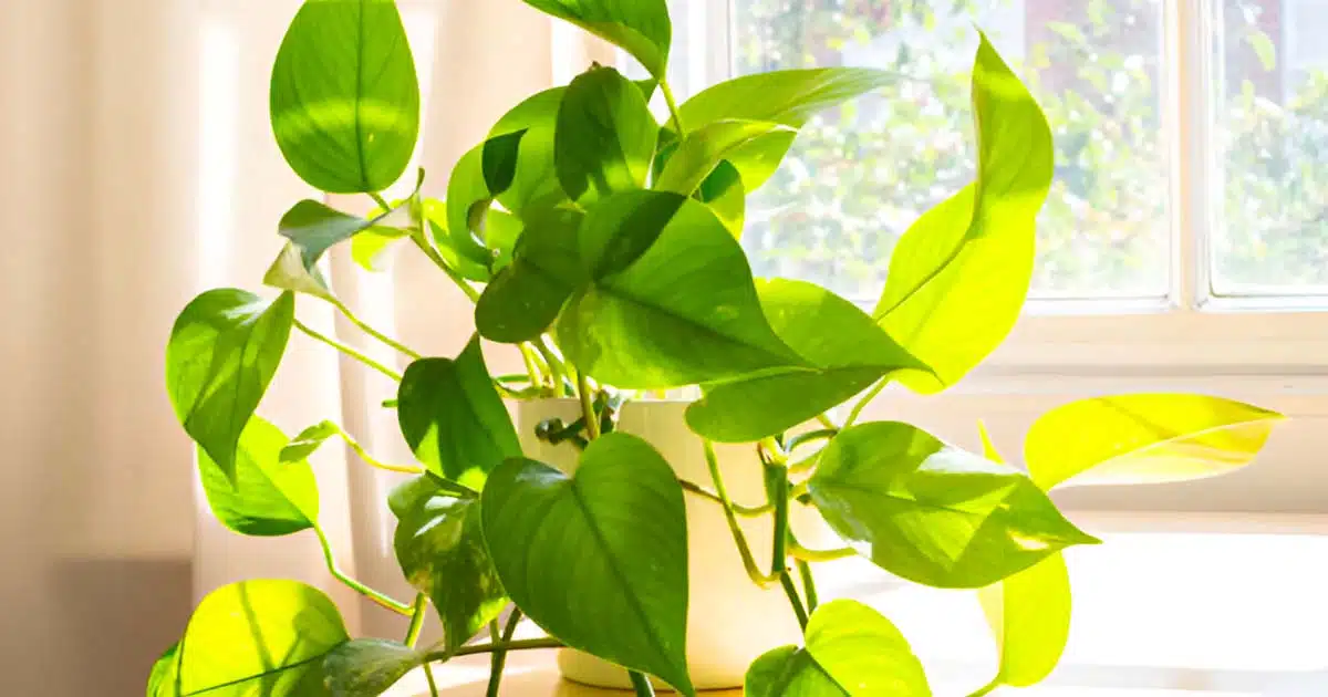 Les 5 meilleurs plantes d’intérieur qui purifient l’air de la maison