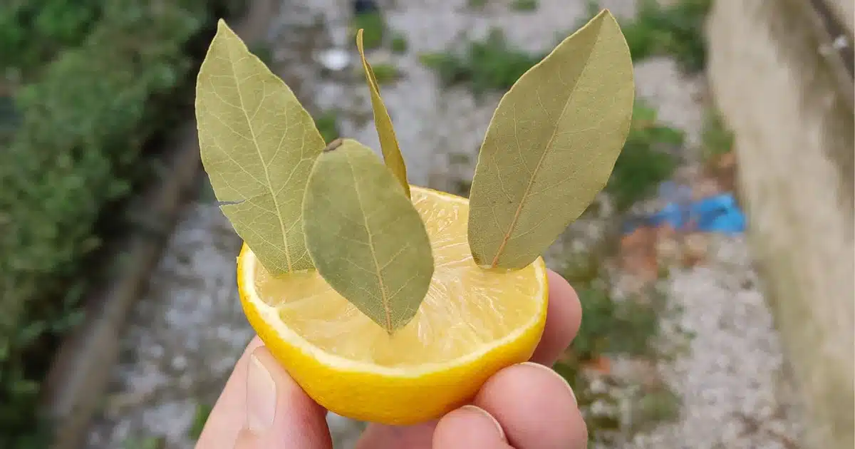 Pourquoi est-il bon de planter des feuilles de laurier dans du citron ?