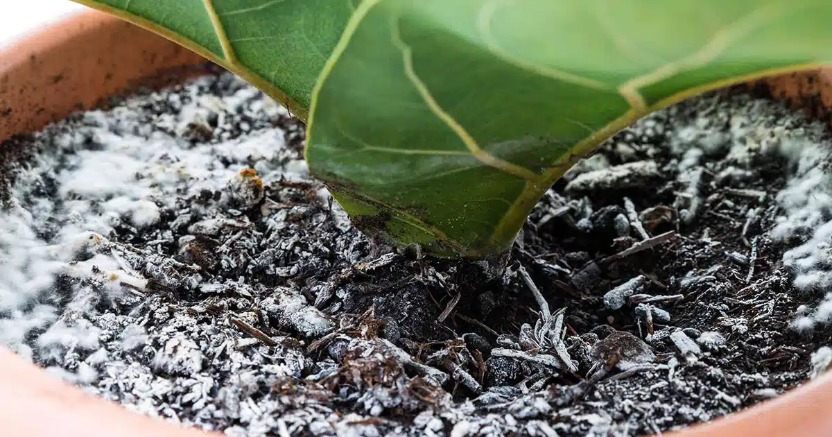 Pourquoi la moisissure se forme-t-elle dans les pots de plantes et comment l’enlever ?