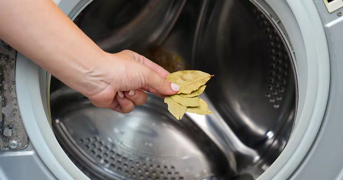 Pourquoi mettre une feuille de laurier dans la machine à laver ?